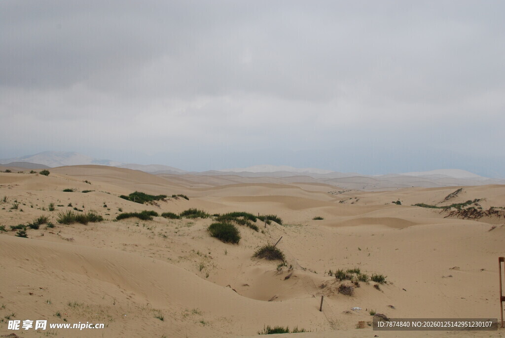 沙漠中的稀疏绿植景观