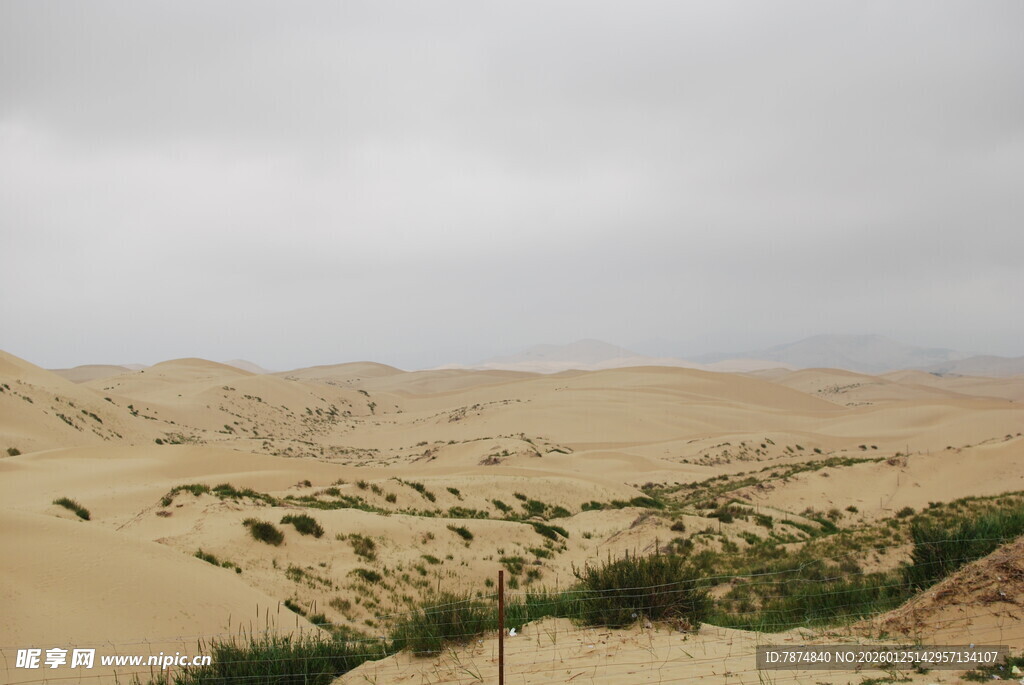沙漠中的绿意景观