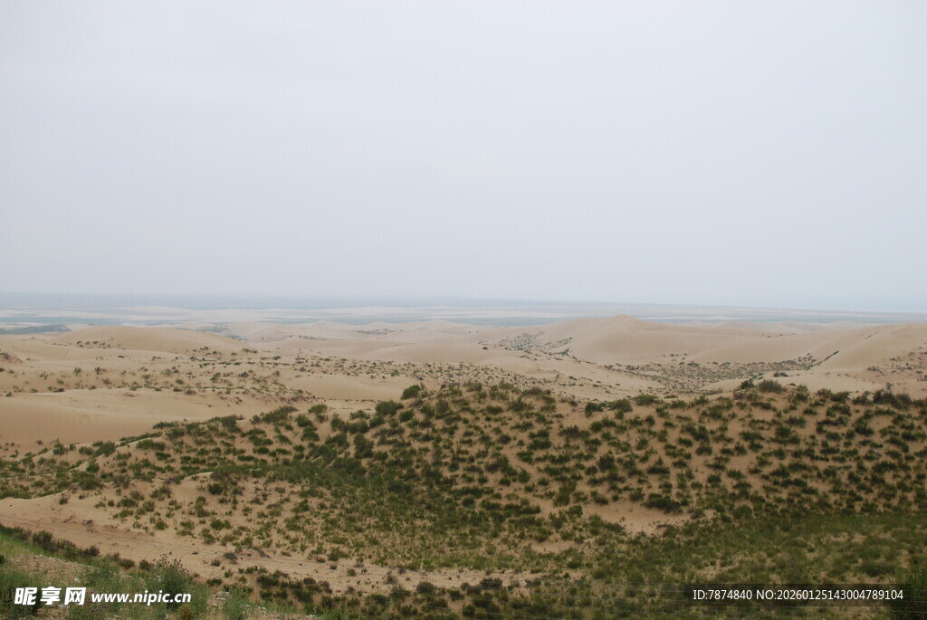 沙漠中的绿色植被景观