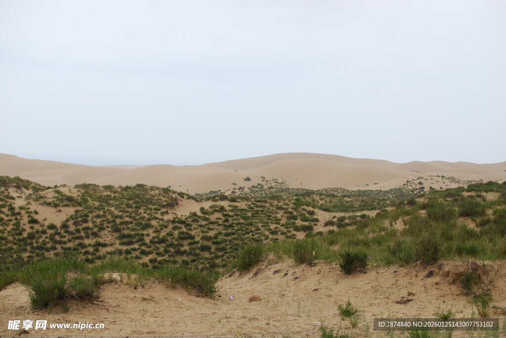 沙漠中的稀疏绿植景观