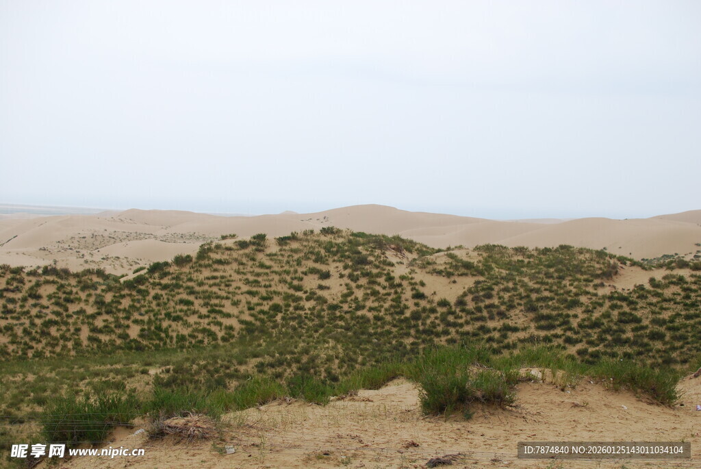 沙漠中的绿色植被景观