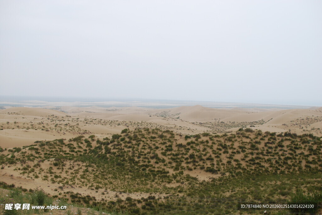 广袤沙漠中的稀疏植被