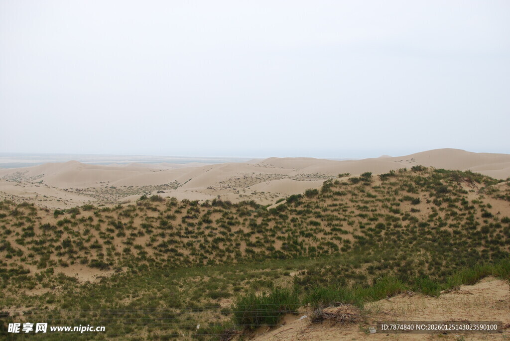 沙漠中的绿意景观