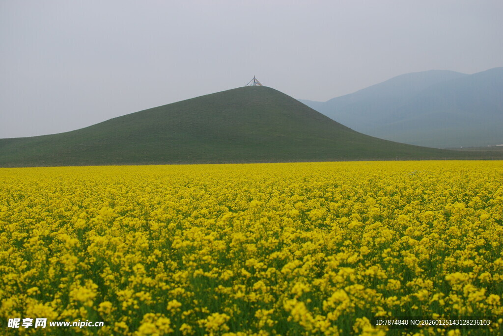 金黄油菜花海与远山