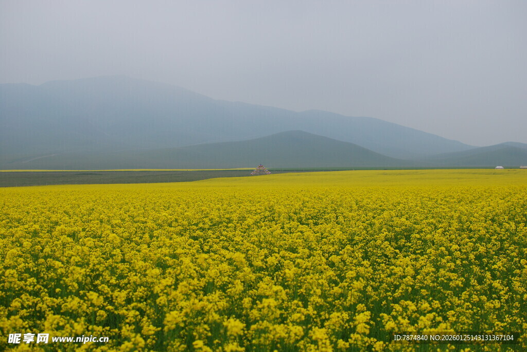 金黄油菜花海 雾中美景