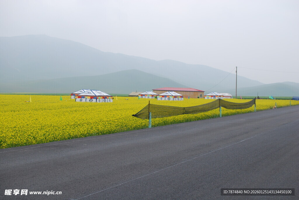 公路旁的金黄油菜花海
