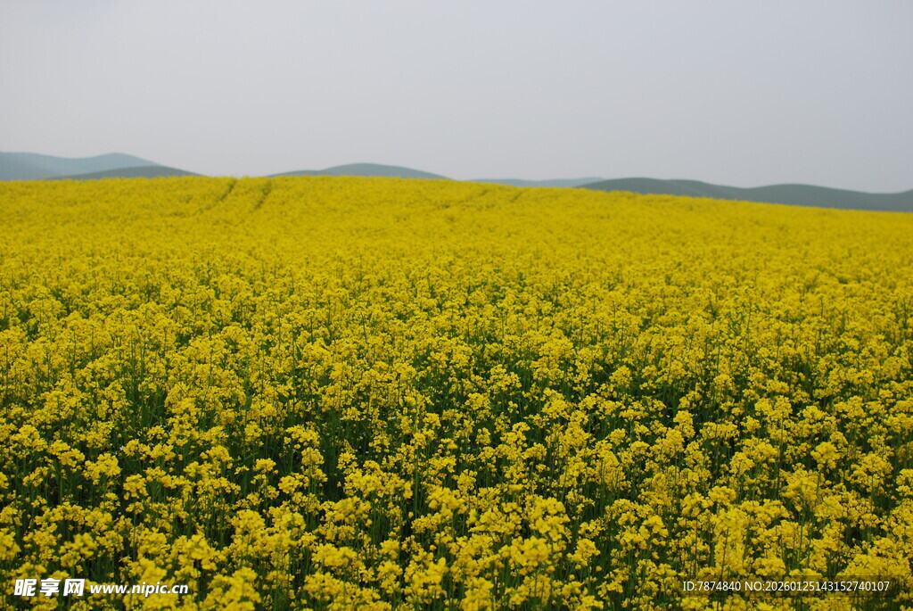 金黄油菜花田绽放美景