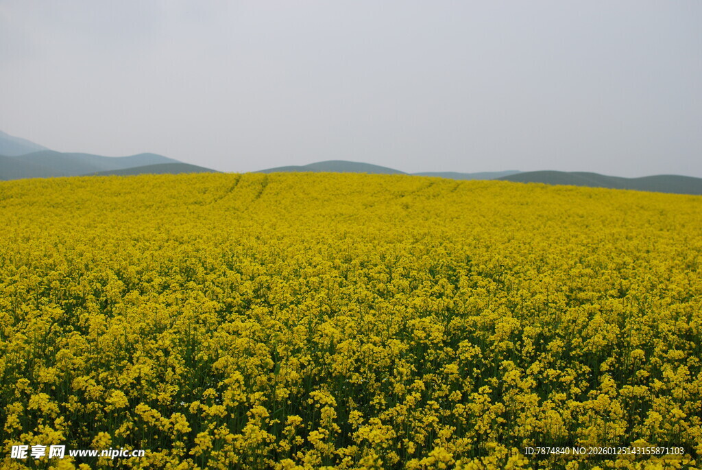 金黄油菜花田 春日美景