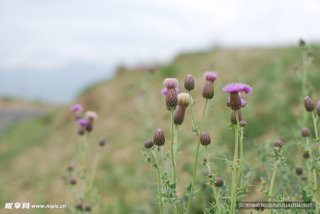 路边绽放的紫色小花
