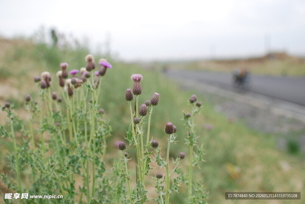 路边绽放的紫色野花