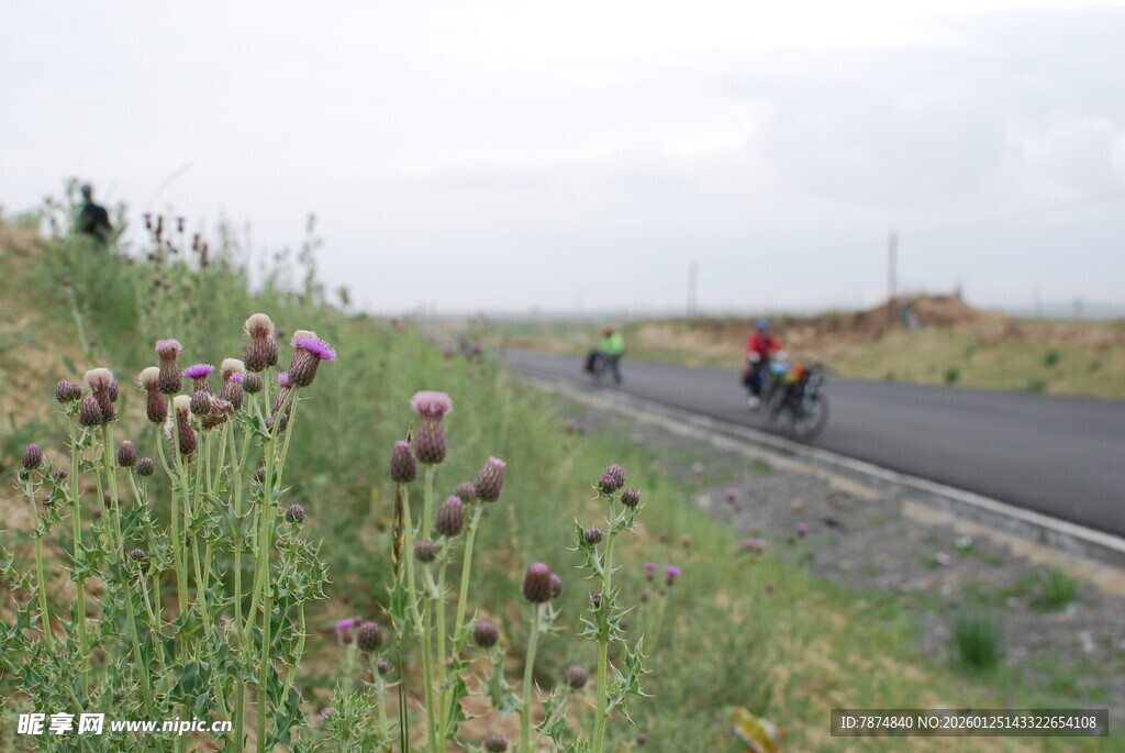 公路骑行 烂漫花草相伴