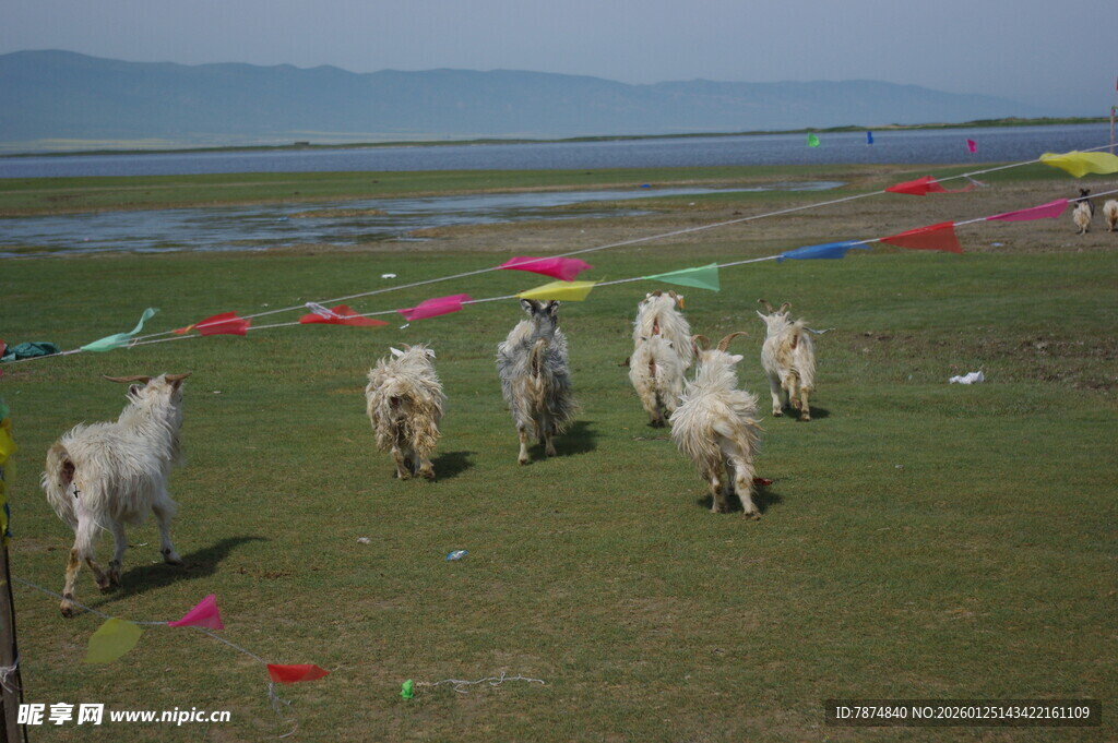 草原上的羊群