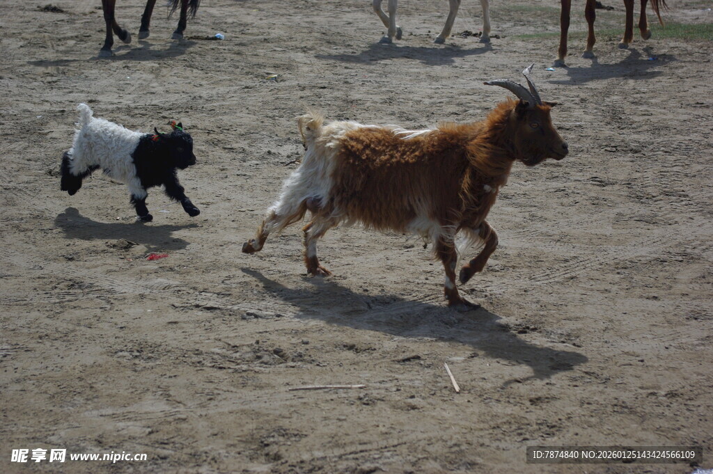 奔跑的牛与羊