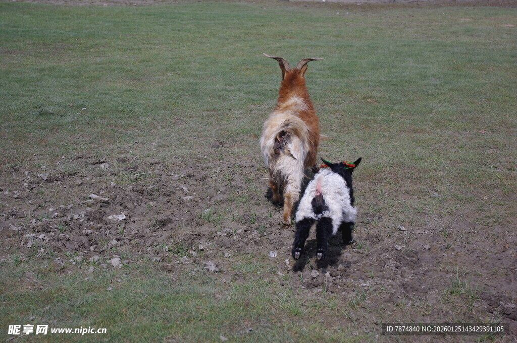 田野中奔跑的三只动物