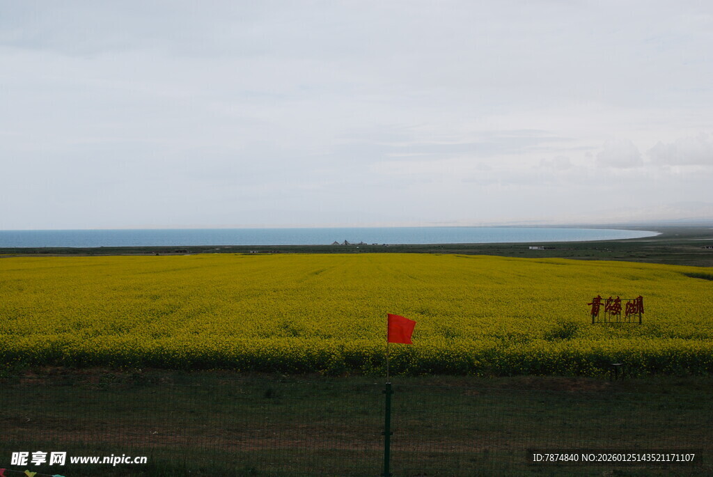 金黄油菜花田的美丽景致