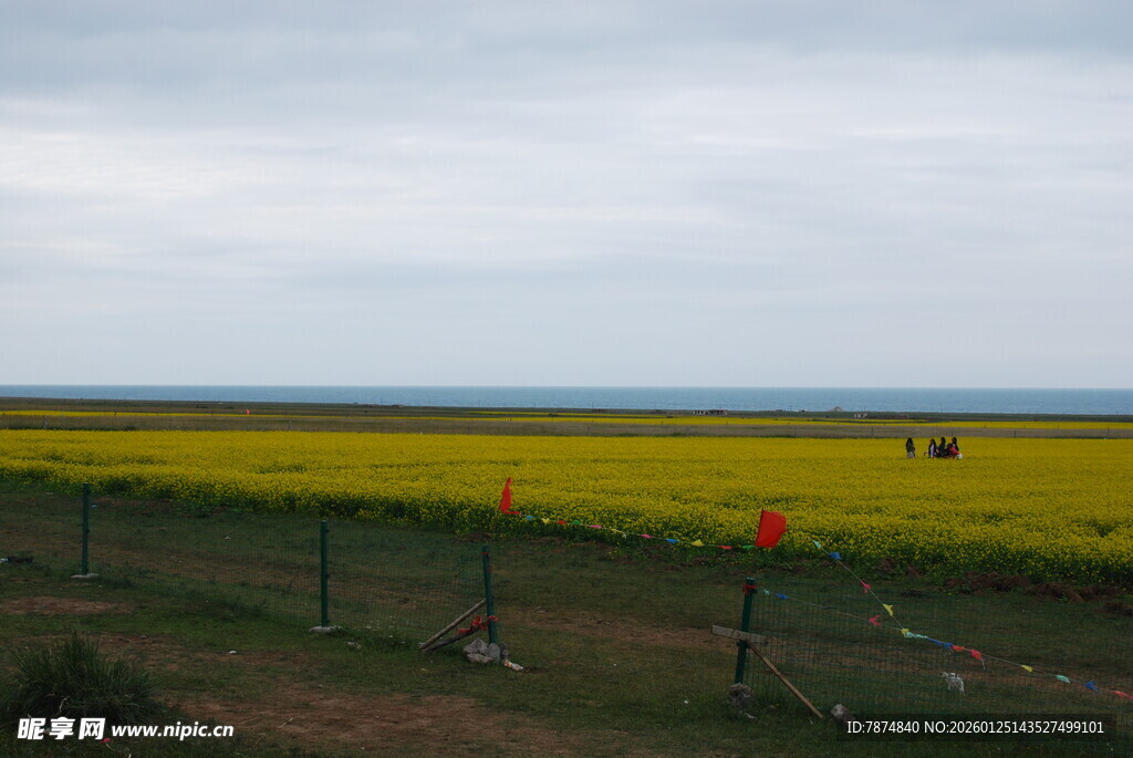 金黄油菜田与远方天际线