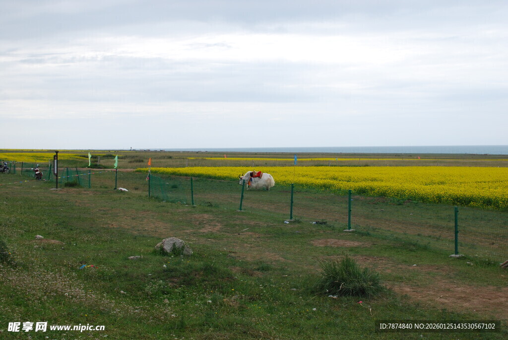 田野间的黄色花海与围栏
