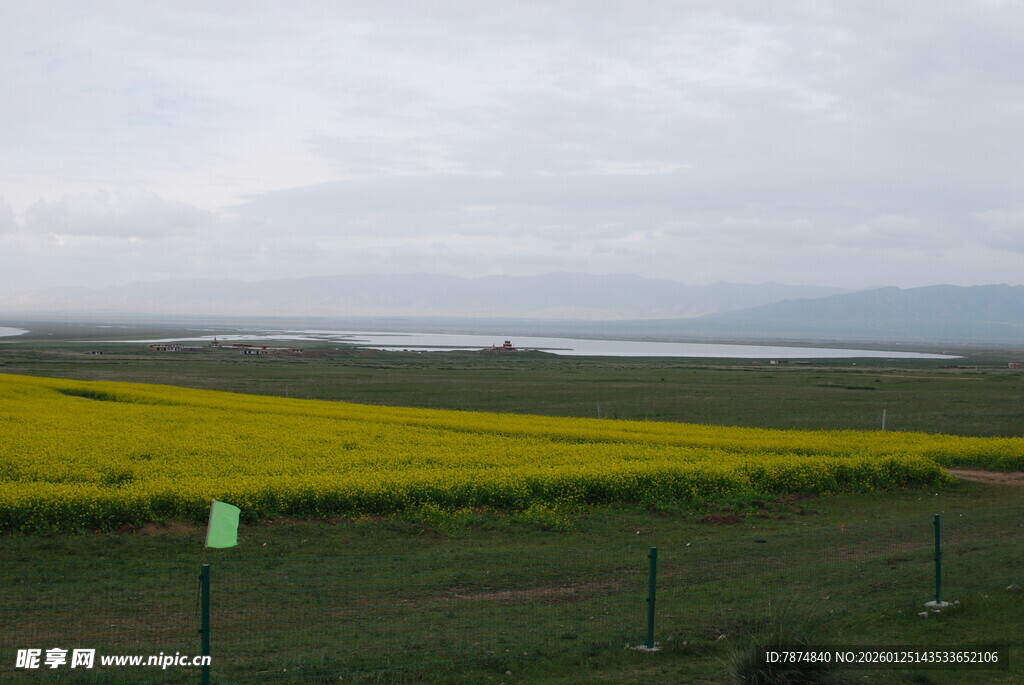 金黄花海与远方湖景