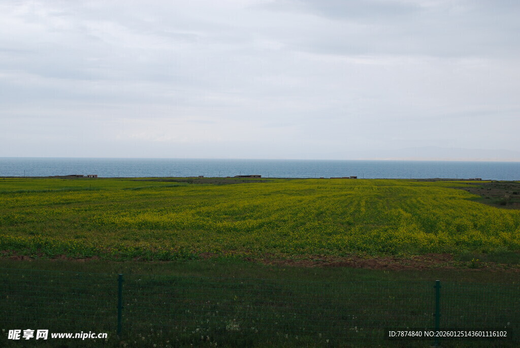 田野黄花与远处海洋景观