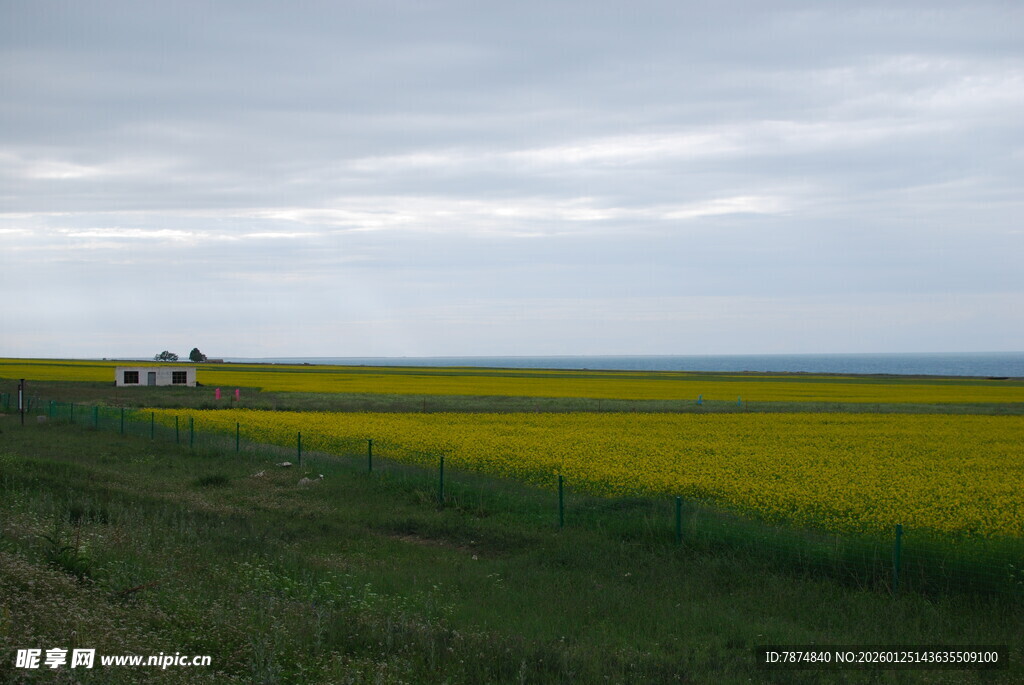 草原上的黄色花海与车辆