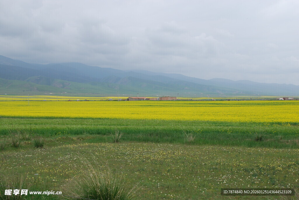 金黄油菜田的田园风光