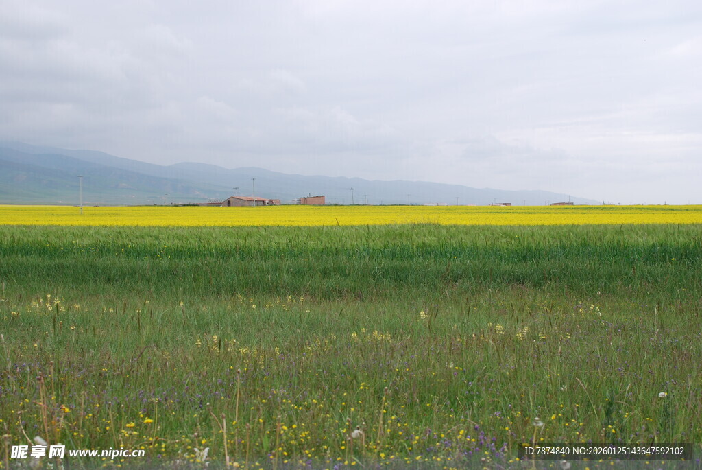 广袤田野间的黄绿风光