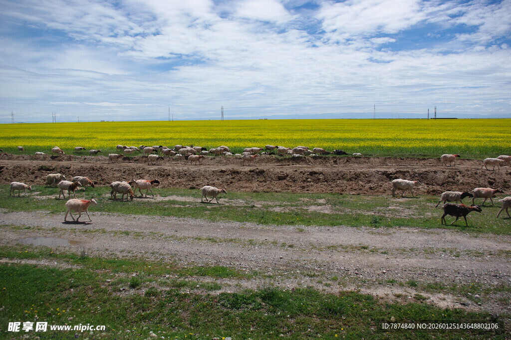 田野旁的古老石墙