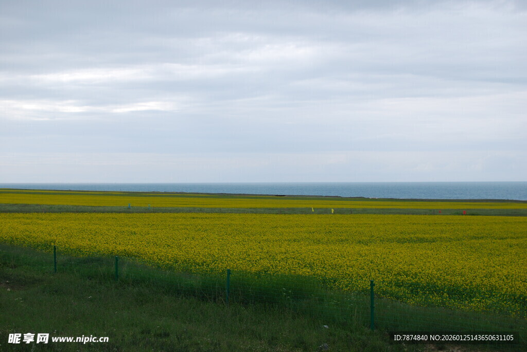 金黄油菜田 天际云相伴