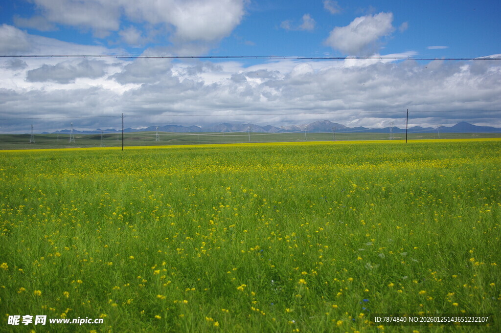 广袤绿野 蓝天白云相衬