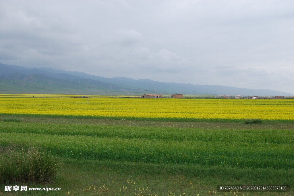 田野间的金黄油菜花美景