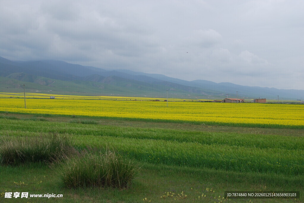 金黄油菜田与远山风景