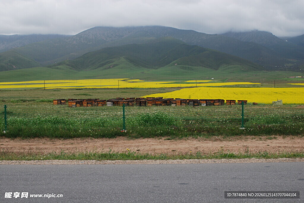 田野黄花与远山风景