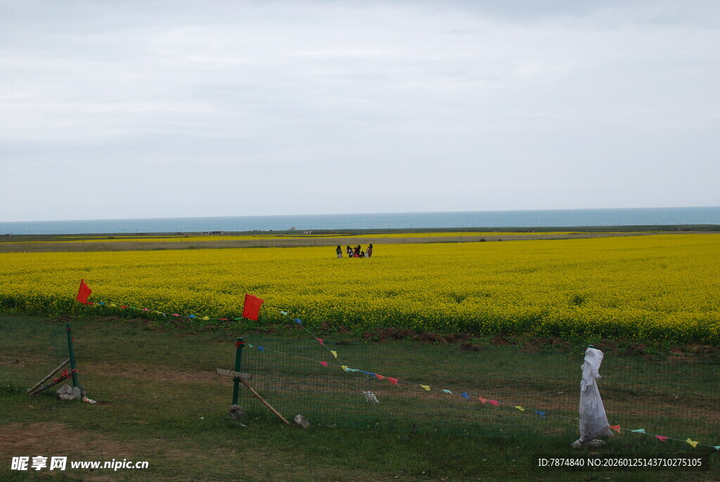 金黄油菜田中的田园风光