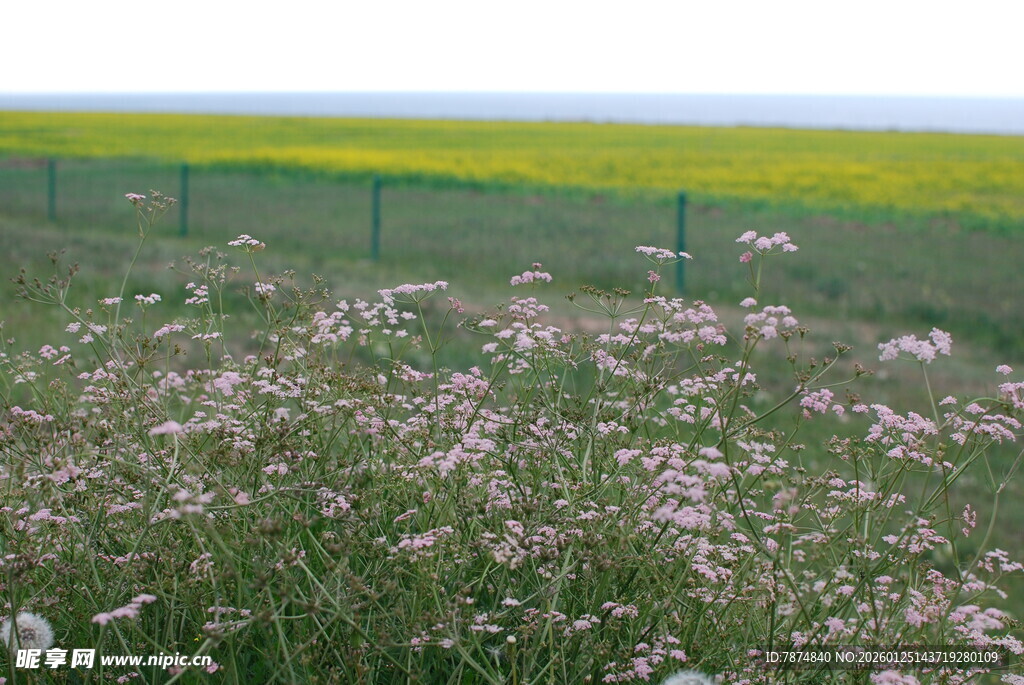 田野间的繁花与油菜田