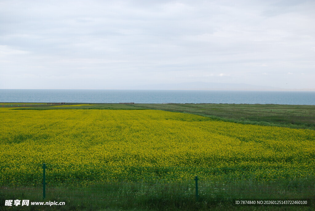 金黄油菜田 田园风光美