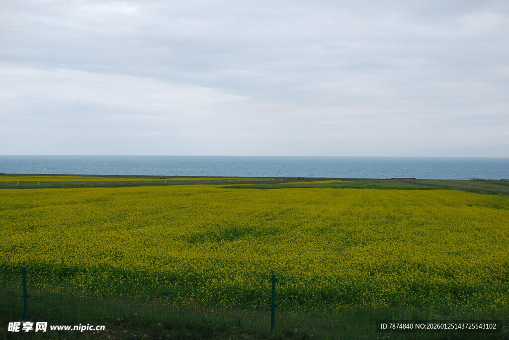 金黄油菜田与远处海景
