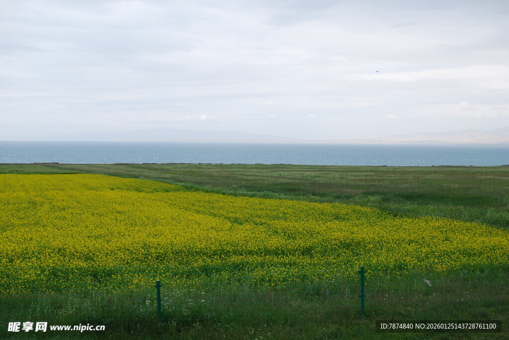 金黄花海 广袤原野风光
