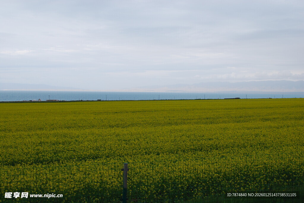 广袤油菜田 田园风光美