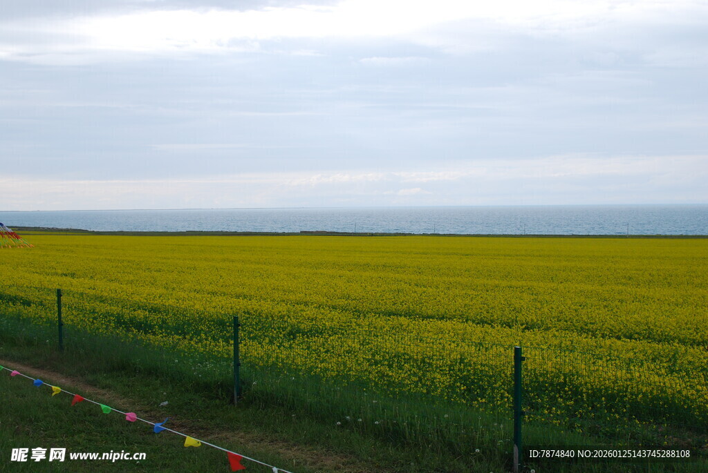 金黄油菜田与多彩围栏