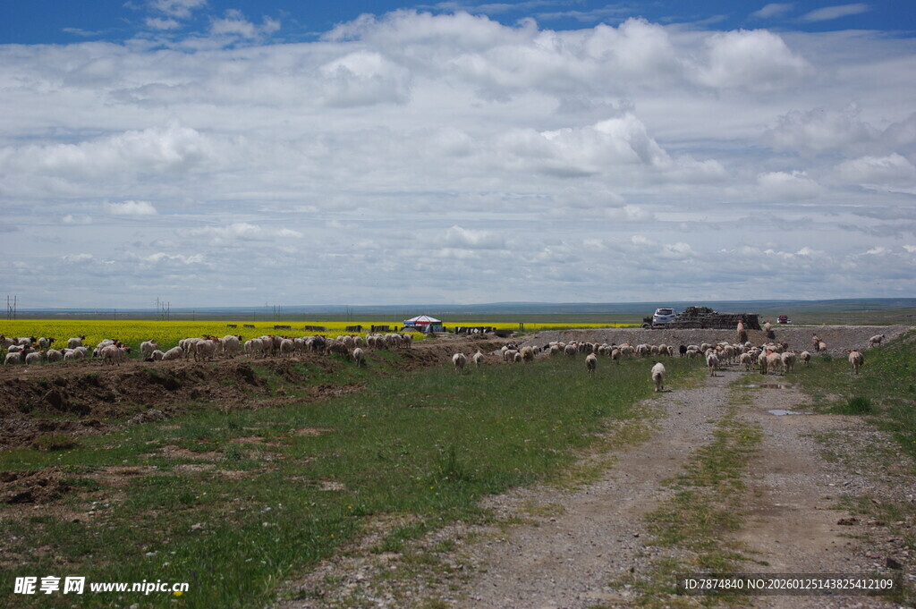 田野间的土路与灿烂花田