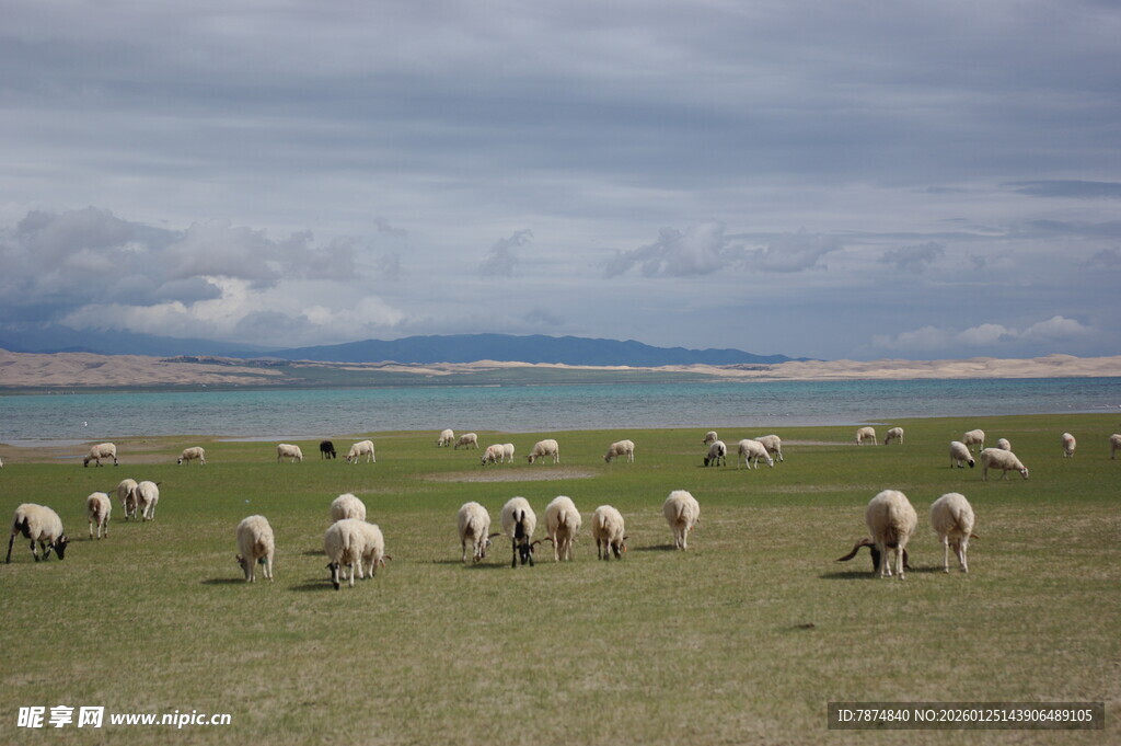 草原羊群的悠然放牧图景