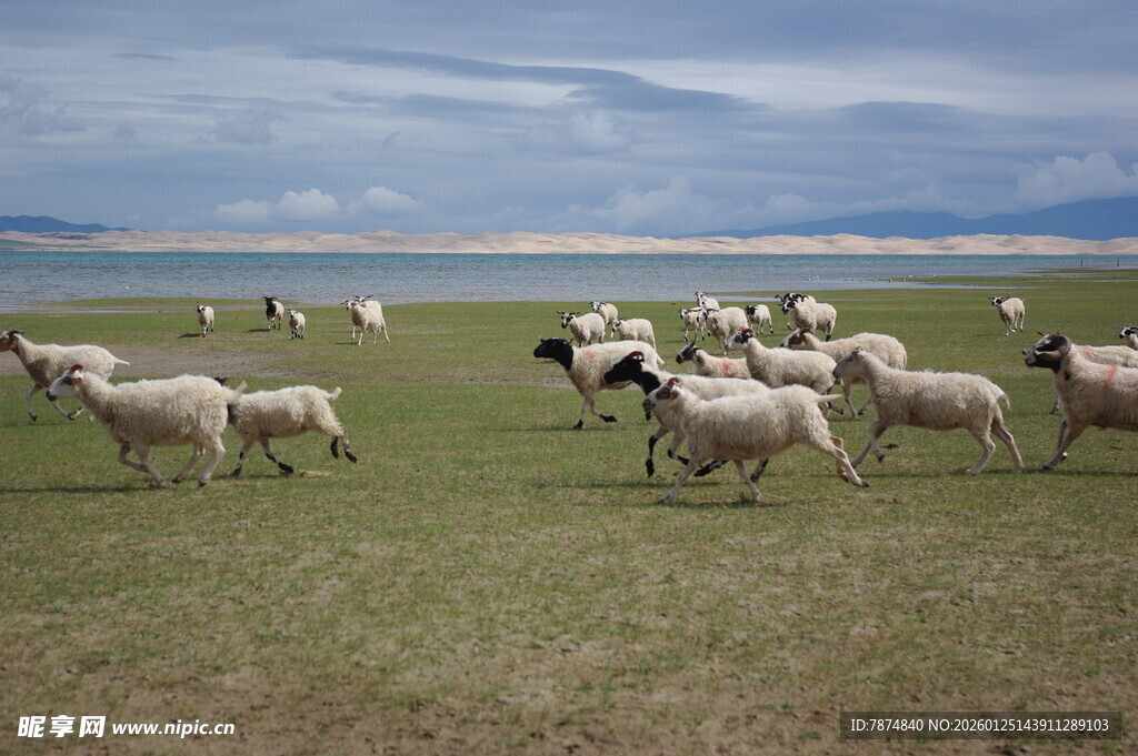 草原上的羊群