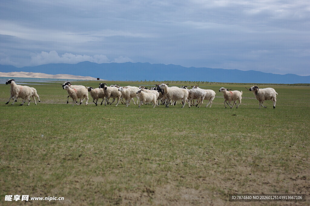 草原羊群图