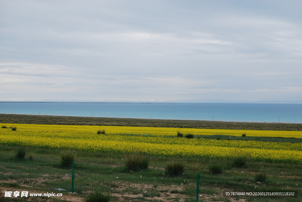 青海湖畔的灿烂油菜花海