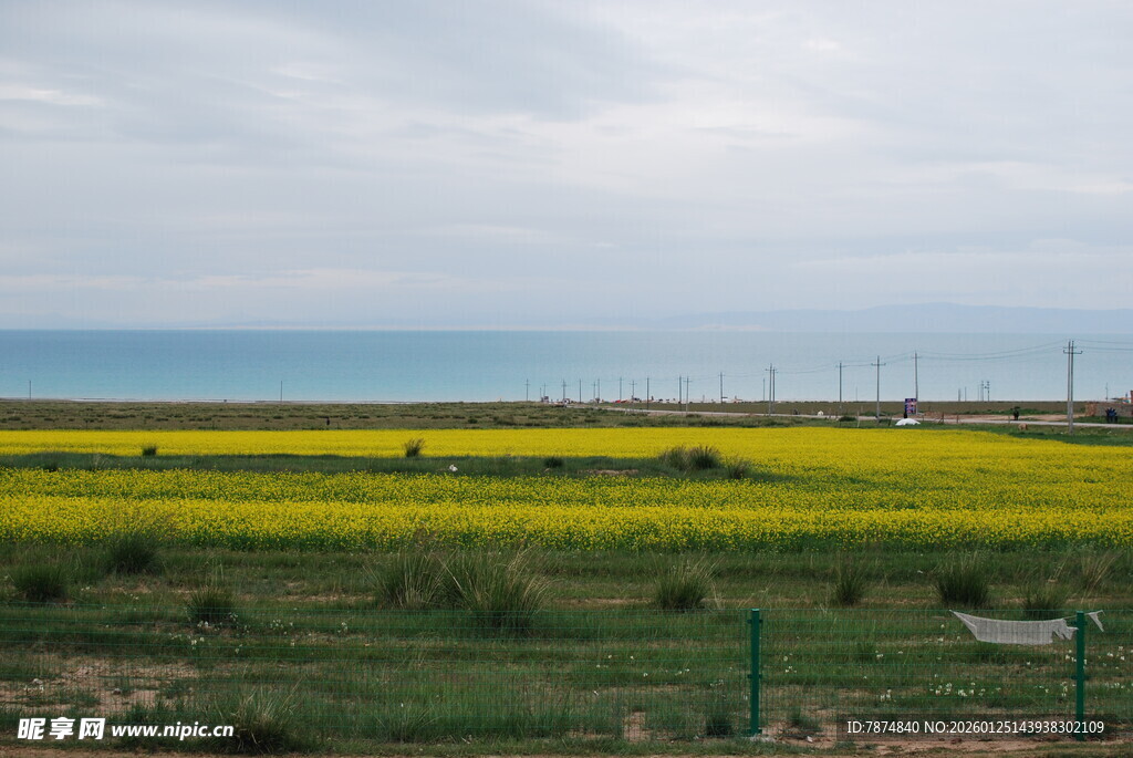 青海湖畔油菜花海美景