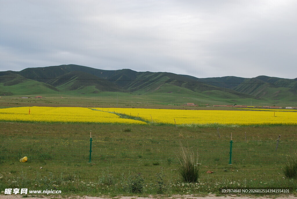 草原上的金黄油菜花田