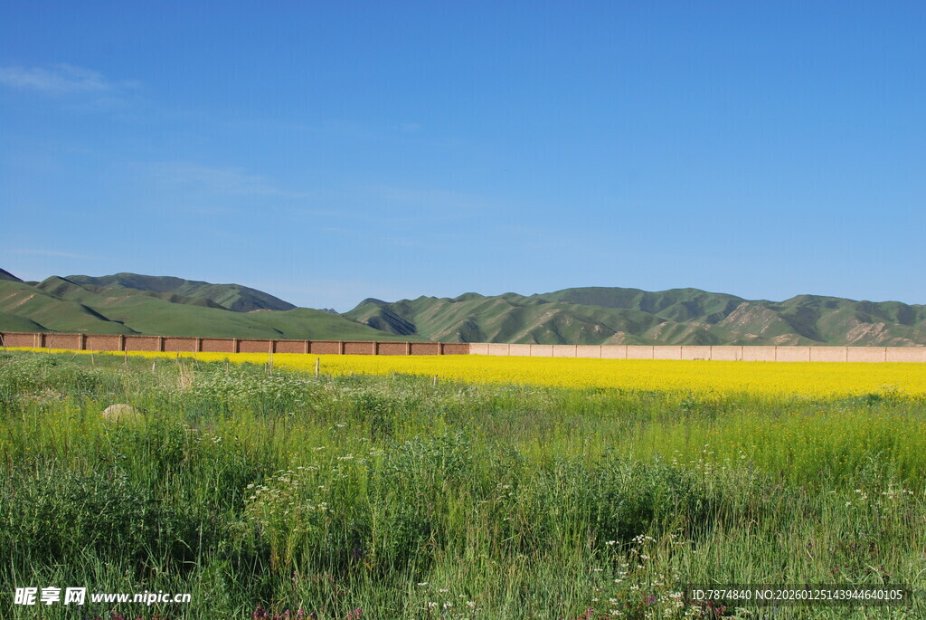 广袤田野间的灿烂黄花