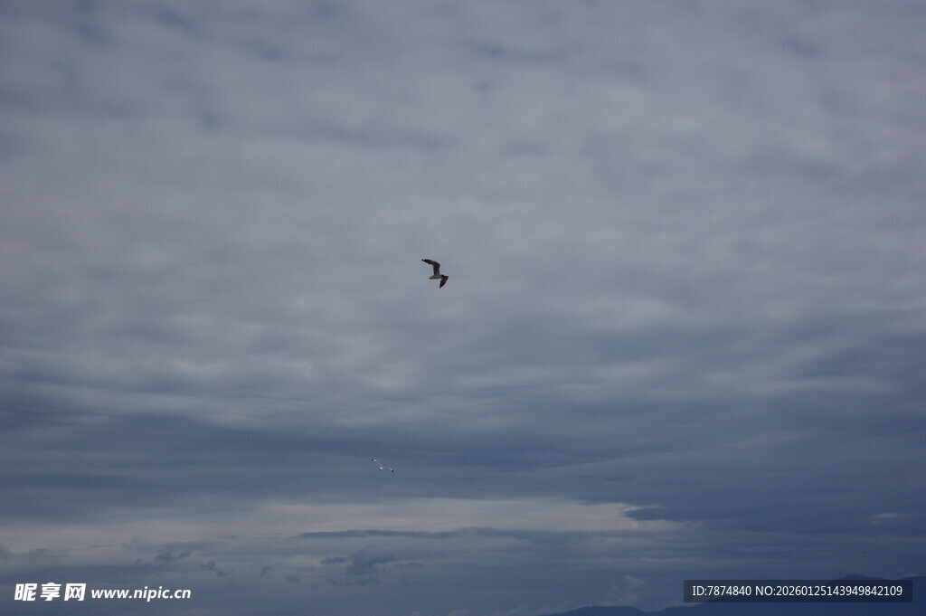 天空中飞翔的孤独鸟儿