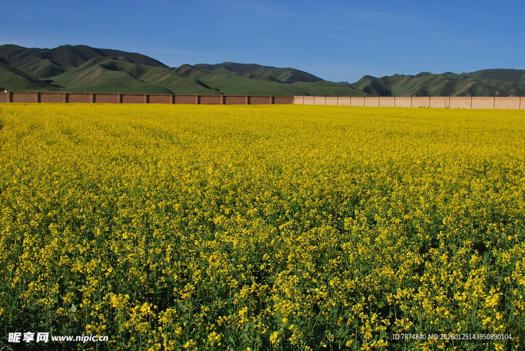 金黄油菜花田的美丽风光