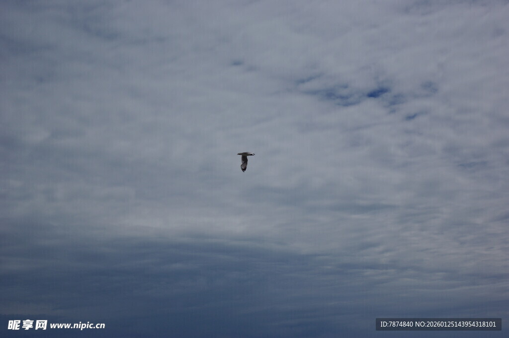 天空中飞翔的孤独身影